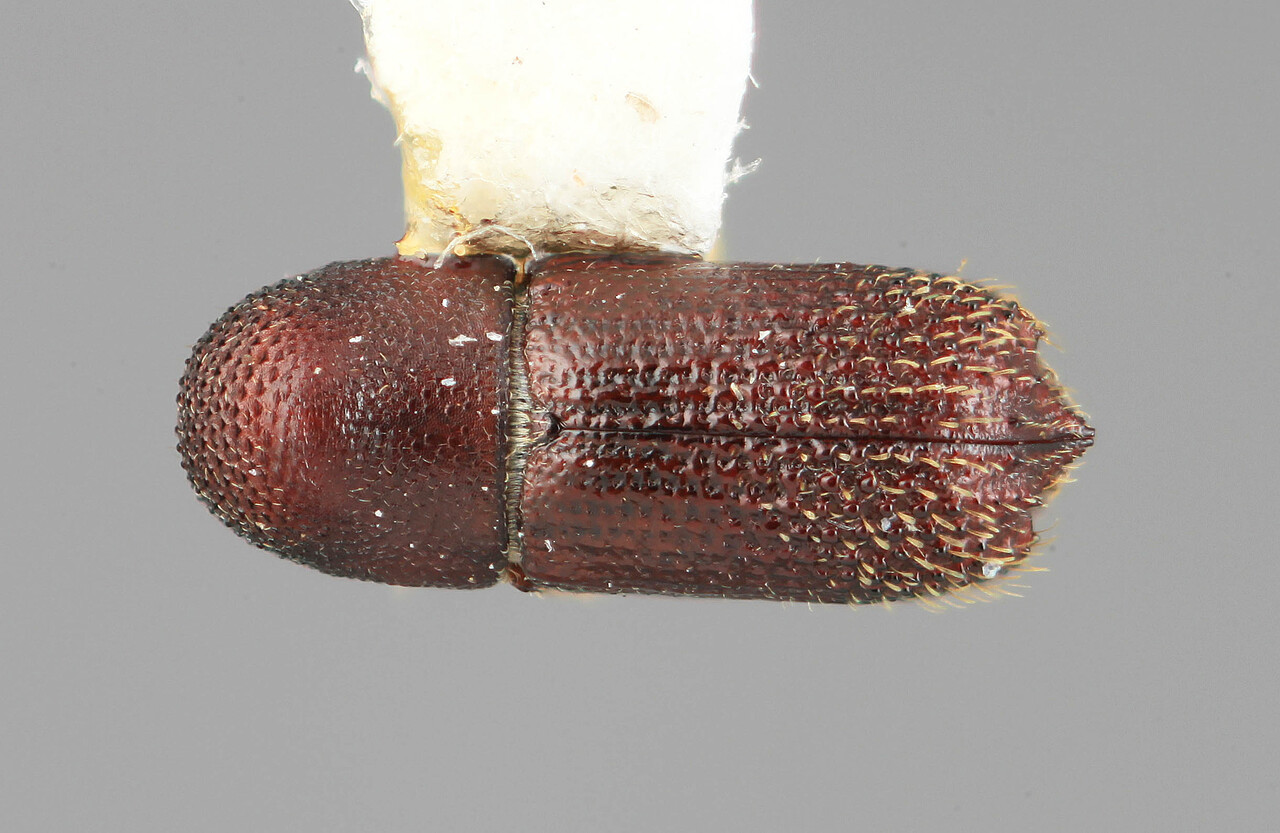 Genus / Species: Hylocurus plaumanni | Image Author: SM Smith | Location: Brazil, Paraná, Rondon | Image Type: holotype | Collection: Entomology