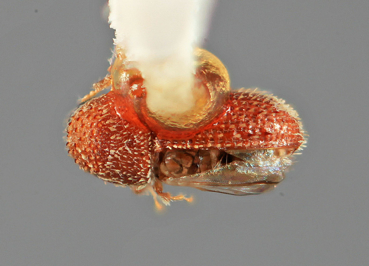 Genus / Species: Pseudothysanoes acacicolens | Image Author: SM Smith | Location: Costa Rica, Guanacaste, El Coco | Image Type: holotype | Collection: Entomology