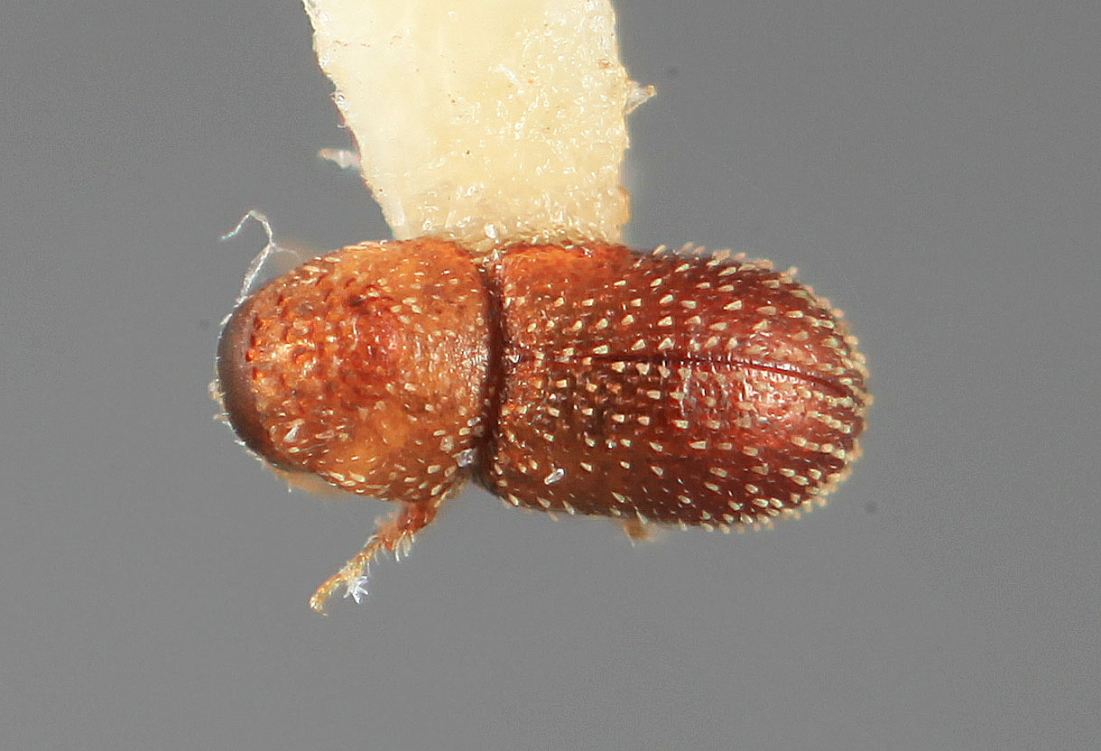 Genus / Species: Pseudothysanoes pumilus | Image Author: SM Smith | Location: México, Colima, Colima, 33 mi (53 km) S  | Image Type: holotype | Collection: Entomology