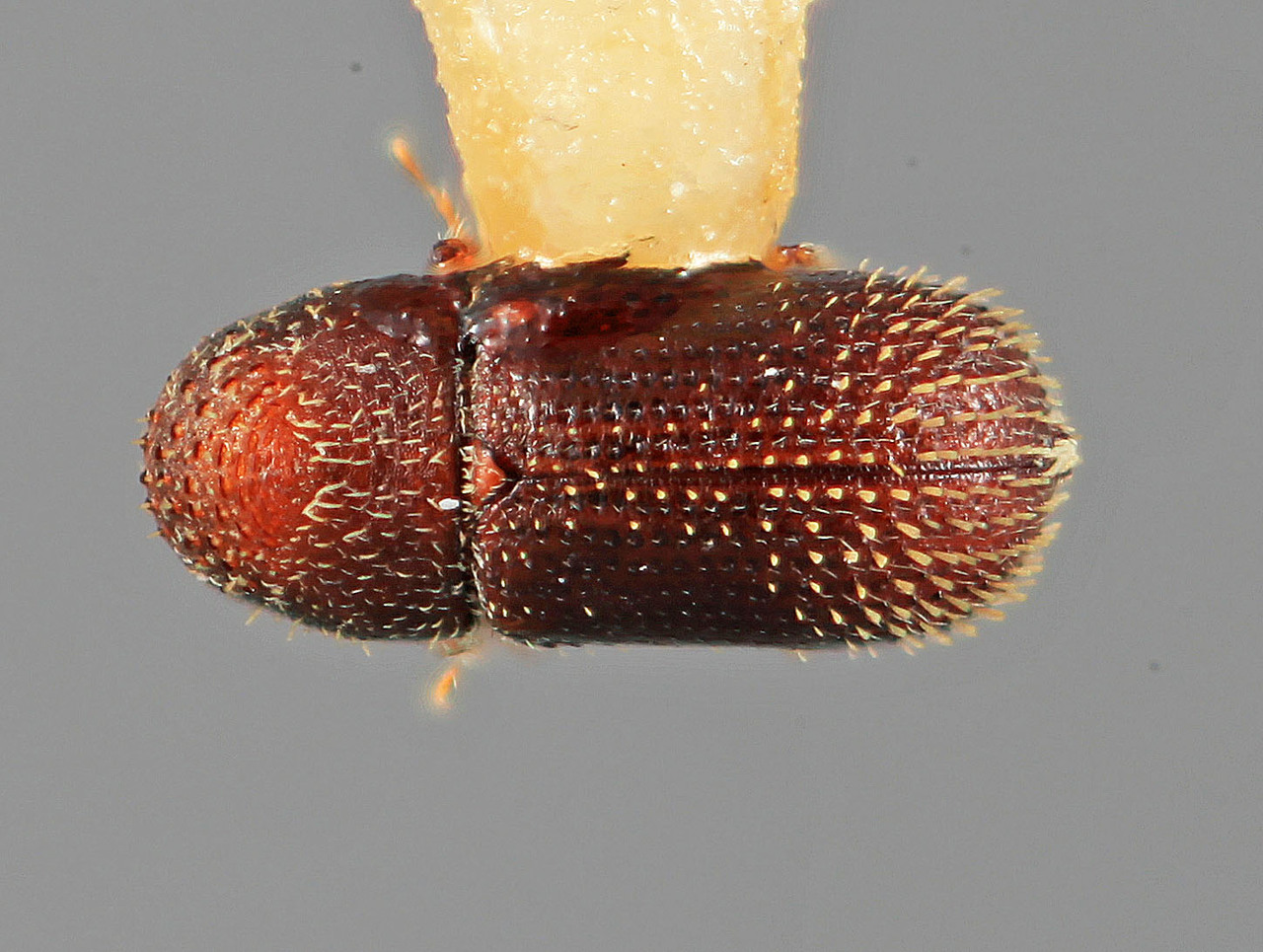 Genus / Species: Pseudothysanoes mucronatus | Image Author: SM Smith | Location: Honduras, Cortés, La Lima | Image Type: holotype | Collection: Entomology
