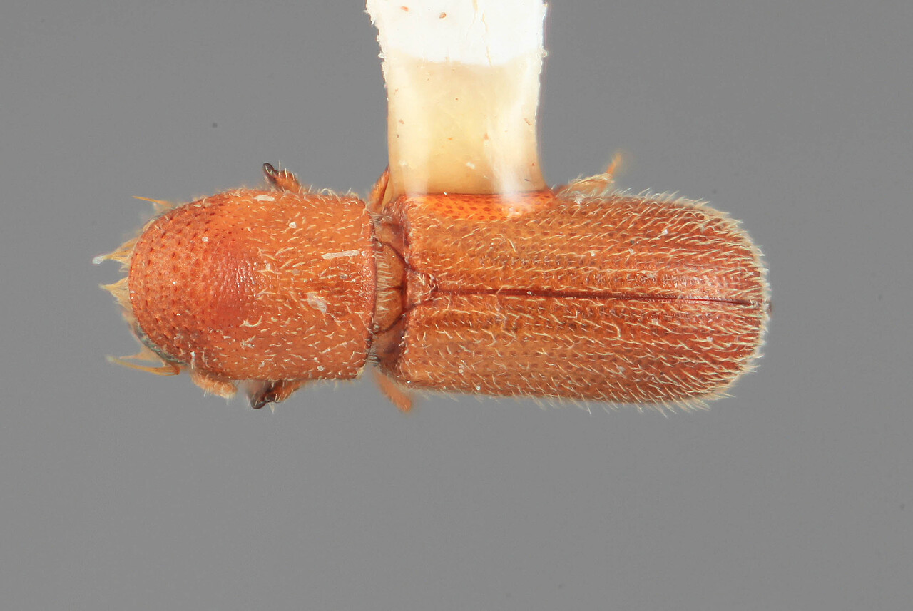 Genus / Species: Micracis carinula | Image Author: SM Smith | Location: Costa Rica, Puntarenas, Playón | Image Type: holotype | Collection: Entomology