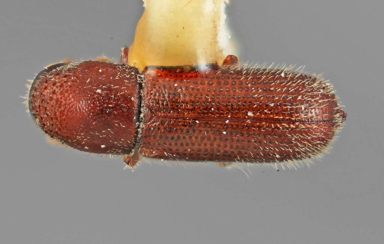 Genus / Species: Micracis festiva | Image Author: SM Smith | Location: Honduras, Francisco Morazán, El Zamorano | Image Type: holotype | Collection: Entomology