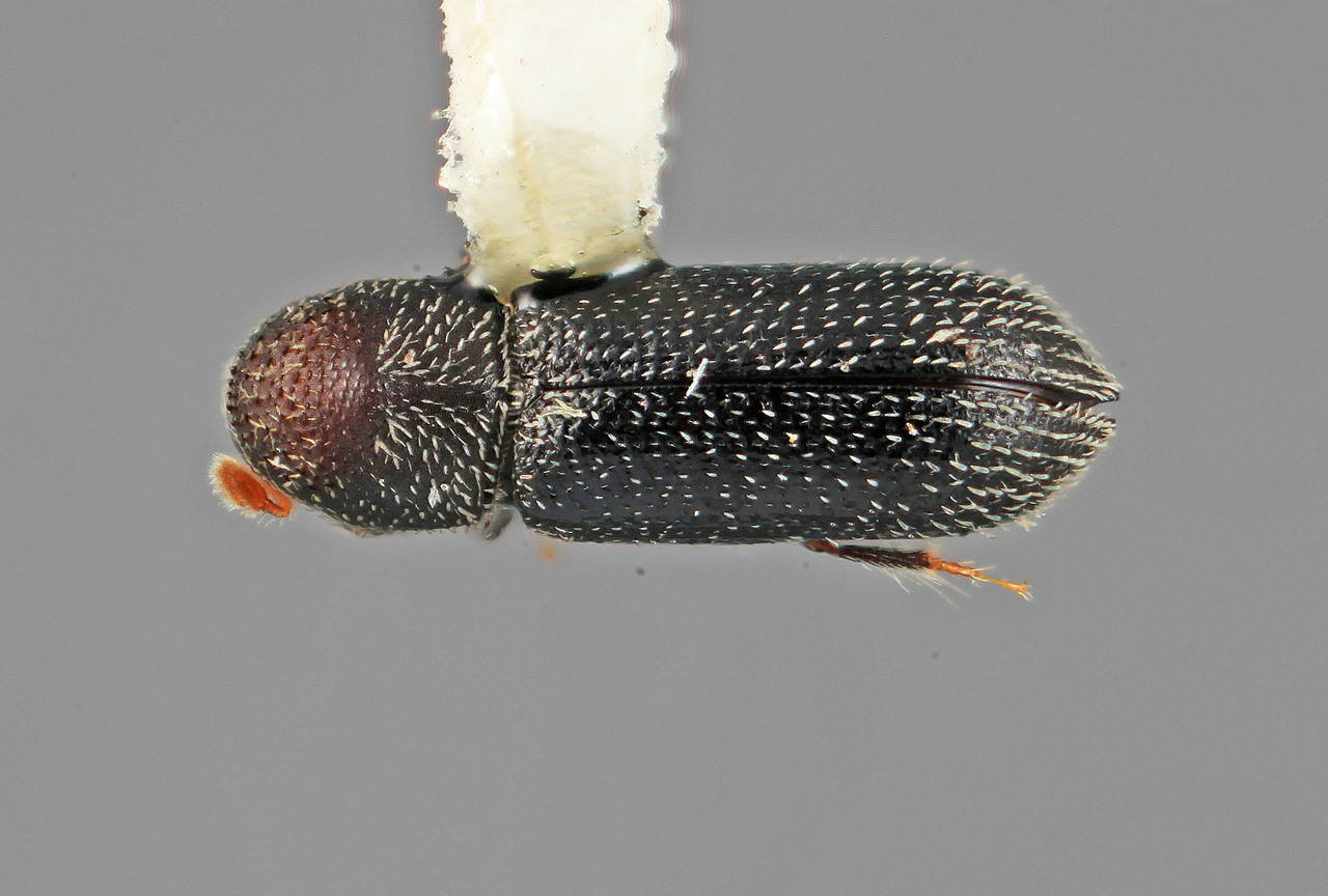 Genus / Species: Micracisella nitidula | Image Author: SM Smith | Location: México, Puebla, Teziutlan, 10 km NE | Image Type: holotype | Collection: Entomology