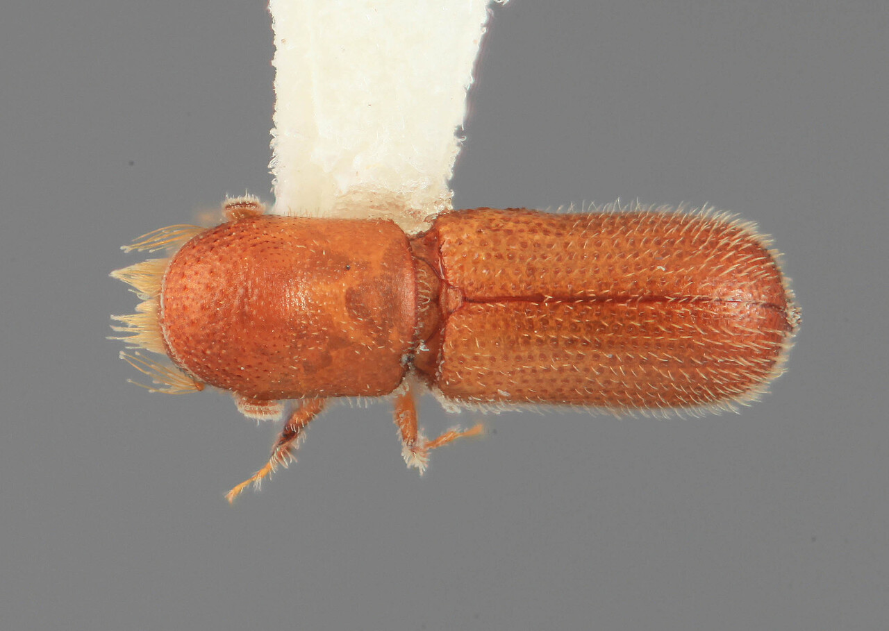 Genus / Species: Micracis exilis | Image Author: SM Smith | Location: Venezuela, Barinas, Barrancas, 9 km S | Image Type: holotype | Collection: Entomology