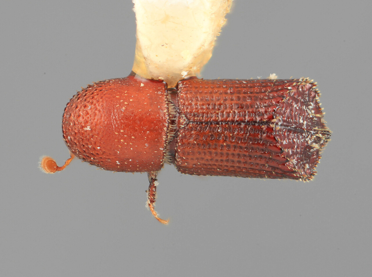 Genus / Species: Hylocurus aberrans | Image Author: SM Smith | Location: Costa Rica, Puntarenas, Dominical | Image Type: holotype | Collection: Entomology