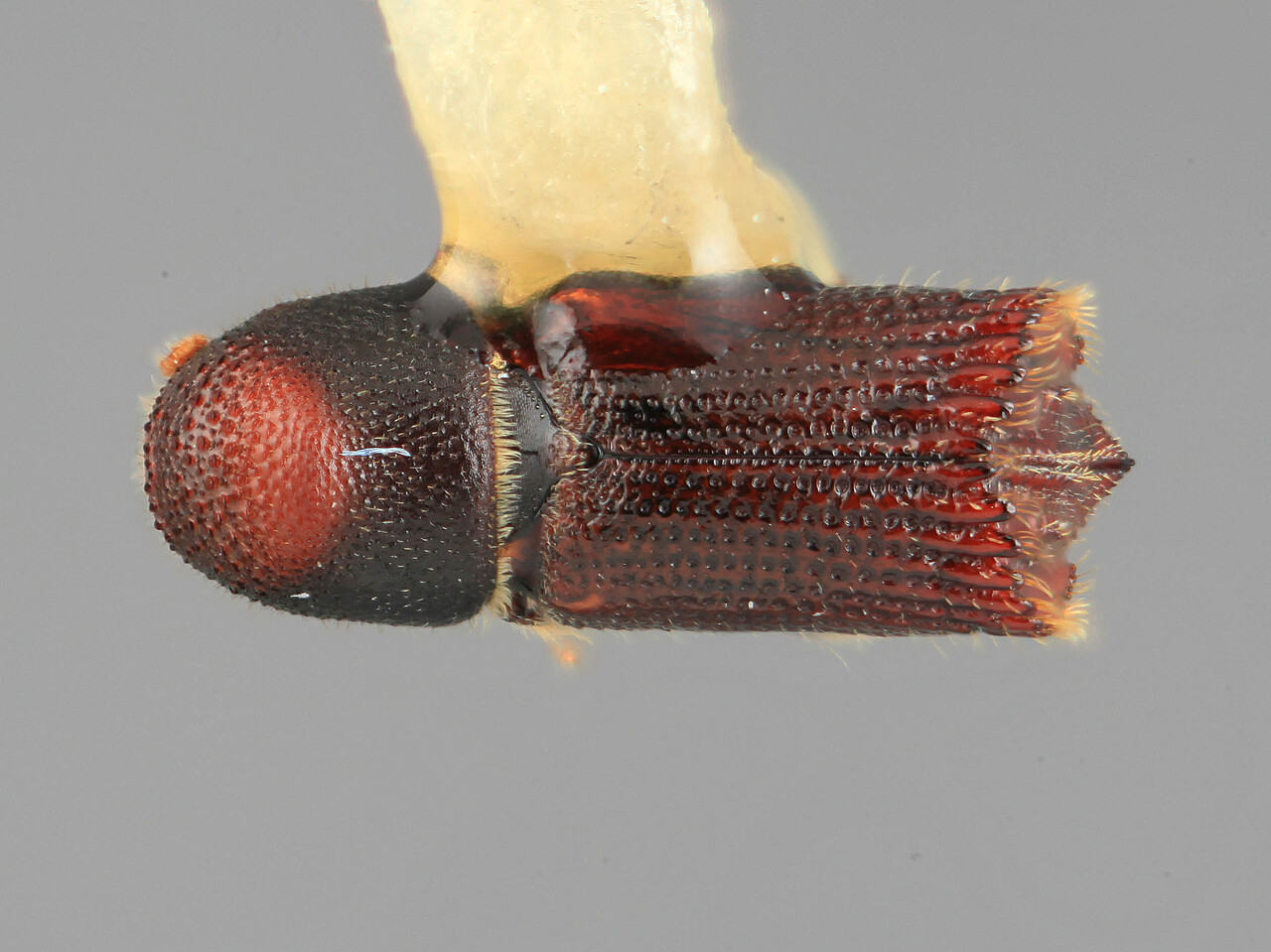 Genus / Species: Hylocurus clarki | Image Author: SM Smith | Location: Guatemala, San Marcos, between Sicabé and San Miguel Ixtahuacán | Image Type: holotype | Collection: Entomology