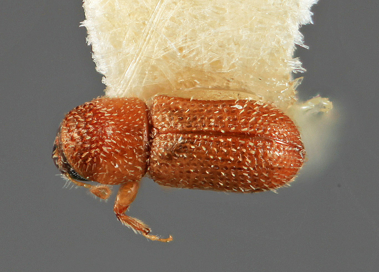 Genus / Species: Pseudothysanoes mandibularis | Image Author: SM Smith | Location: México, Jalisco, Chamela | Image Type: holotype | Collection: Entomology