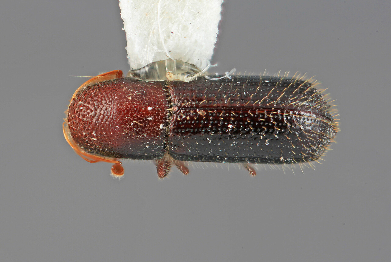 Genus / Species: Micracis burgosi | Image Author: SM Smith | Location: México, Morelos, Cuernavaca | Image Type: holotype | Collection: Entomology