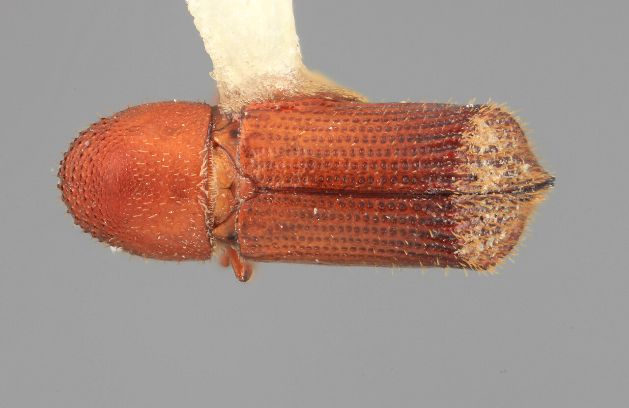 Genus / Species: Hylocurus declivis | Image Author: SM Smith | Location: Venezuela, Aragua, Colonia Tovar | Image Type: holotype | Collection: Entomology
