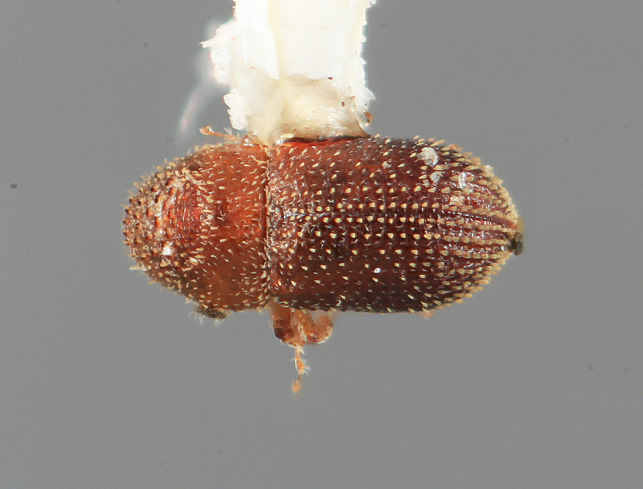 Genus / Species: Pseudothysanoes acares | Image Author: SM Smith | Location: México, Oaxaca, El Camaron, 19 mi (31 km) SE | Image Type: holotype | Collection: Entomology