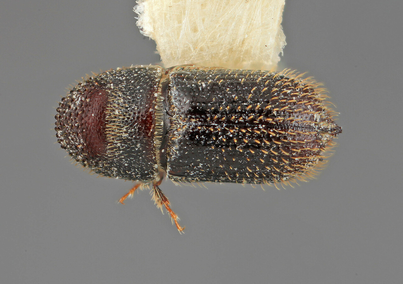 Genus / Species: Hylocurus dissimilis | Image Author: SM Smith | Location: México, Jalisco, Chamela | Image Type: holotype | Collection: Entomology