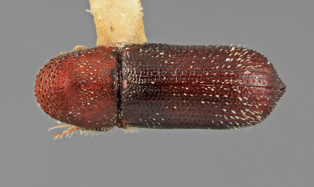 Genus / Species: Micracis incerta | Image Author: SM Smith | Location: México, Durango, Durango, 22 mi (37 km) W | Image Type: holotype | Collection: Entomology
