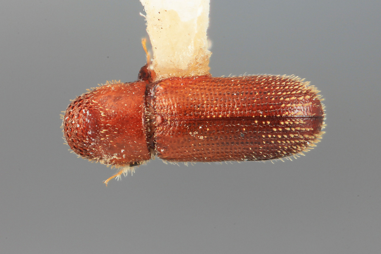 Genus / Species: Thysanoes epicaris | Image Author: SM Smith | Location: México, Jalisco, Mazamitla, 15 mi (24 km) S | Image Type: holotype | Collection: Entomology