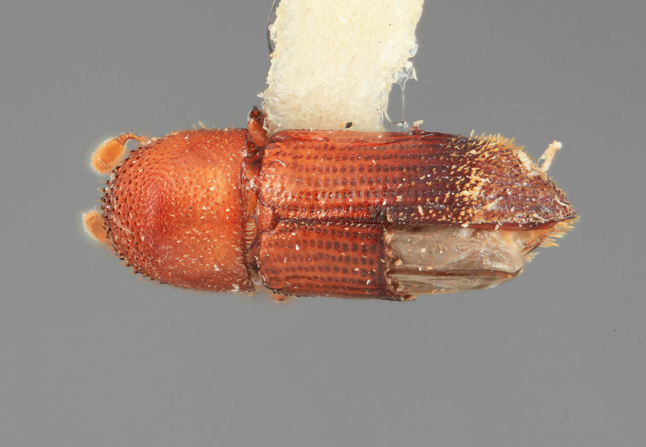 Genus / Species: Micracis tropica | Image Author: SM Smith | Location: Colombia, Cundinamarca, La Palma | Image Type: holotype | Collection: Entomology
