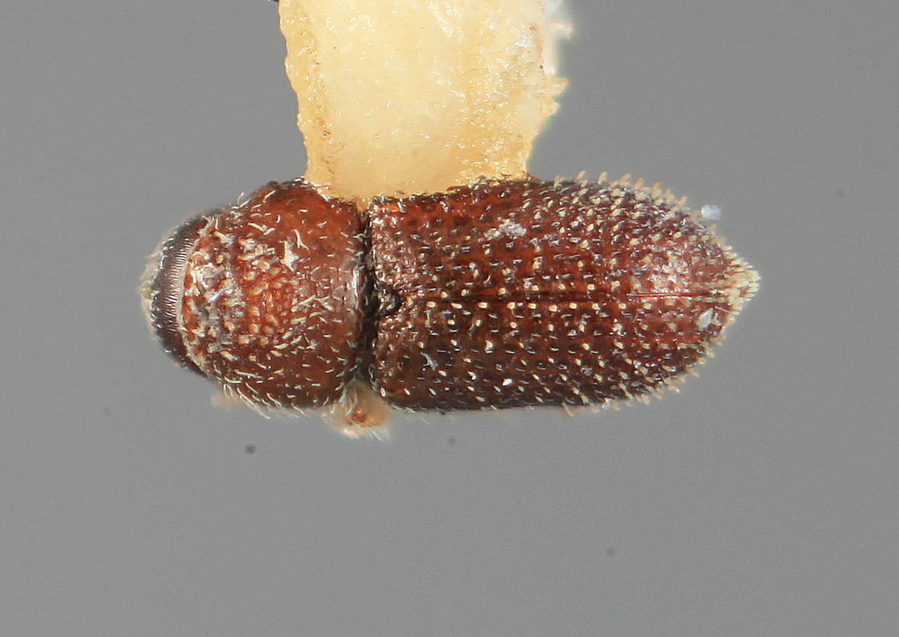 Genus / Species: Pseudothysanoes quercinus | Image Author: SM Smith | Location: México, Durango, Durango, 22 mi (37 km) W | Image Type: holotype | Collection: Entomology