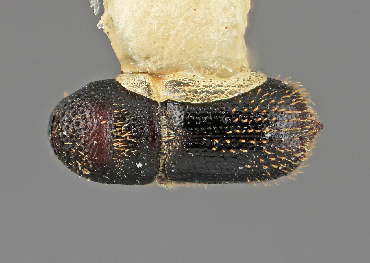 Genus / Species: Hylocurus crotonis | Image Author: SM Smith | Location: México, Jalisco, Est. Biol. Chamela | Image Type: holotype | Collection: Entomology