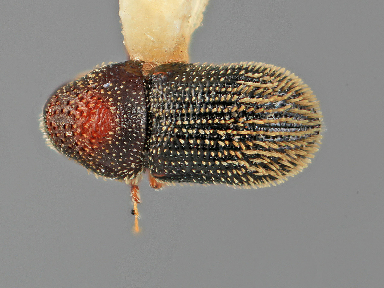 Genus / Species: Pseudothysanoes viscivorus | Image Author: SM Smith | Location: México, Nayarit, Volcán Ceboruco | Image Type: holotype | Collection: Entomology