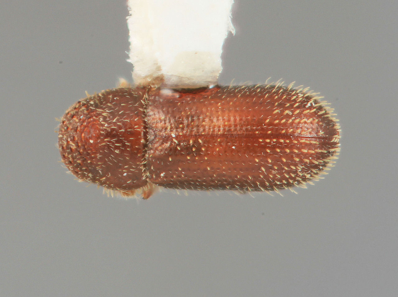 Genus / Species: Thysanoes berbericolens | Image Author: SM Smith | Location: United States, New Mexico, Nogal Lake | Image Type: holotype | Collection: Entomology