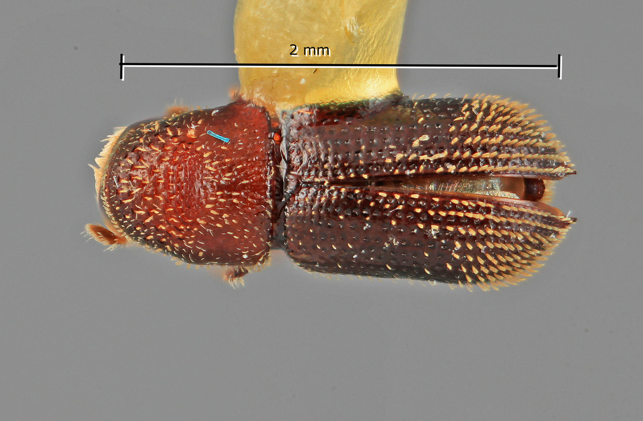 Genus / Species: Pseudothysanoes punctatus | Image Author: SM Smith | Location: Costa Rica, Guanacaste, Parque Nal. Santa Rosa | Image Type: holotype | Collection: Entomology