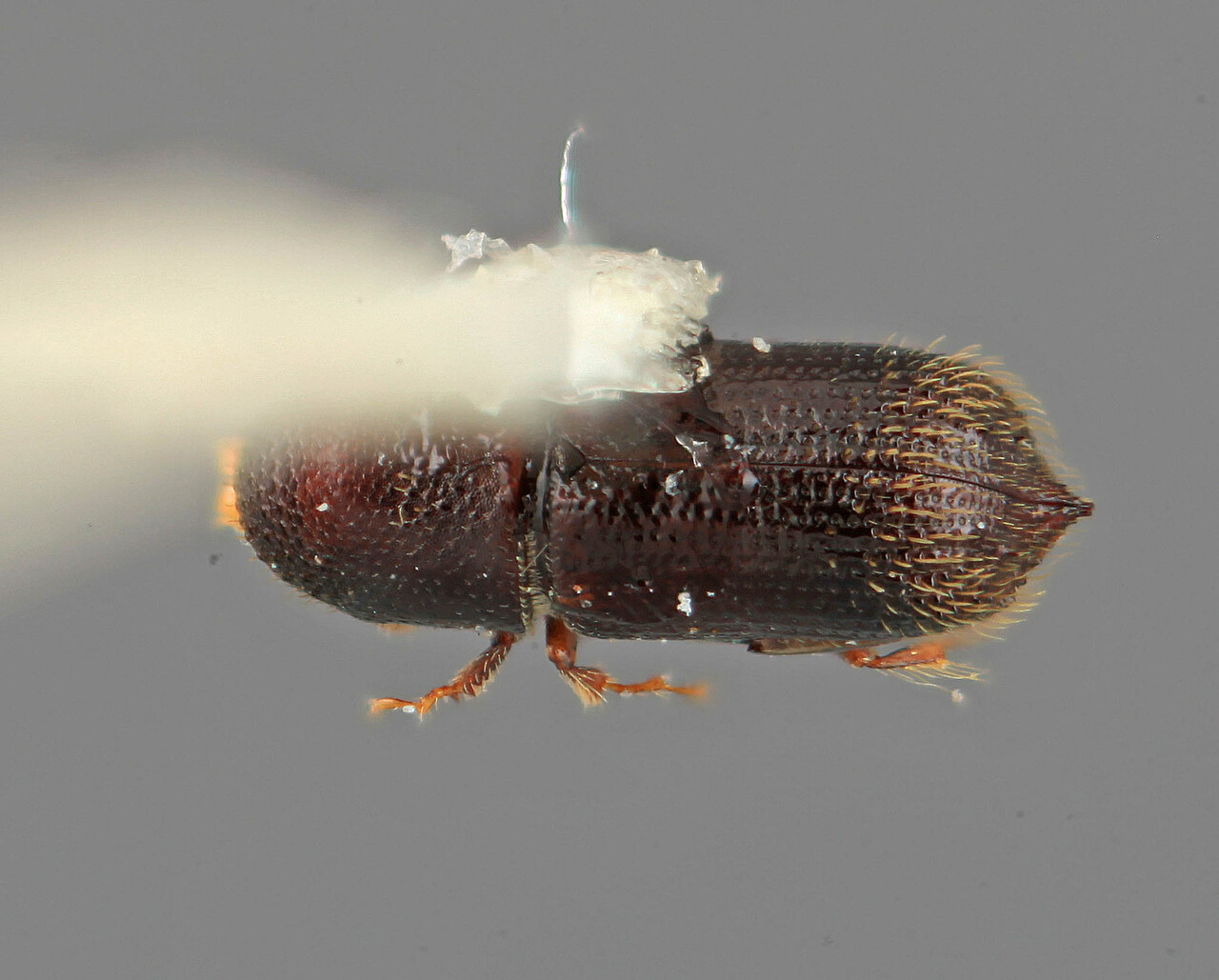 Genus / Species: Hylocurus elegans | Image Author: SM Smith | Location: Colombia, Valle del Cauca, Caicedonia | Image Type: holotype | Collection: Entomology