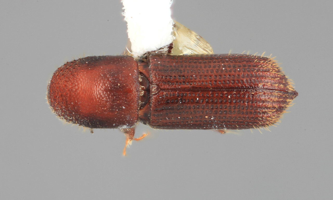 Genus / Species: Hylocurus villifrons | Image Author: SM Smith | Location: Venezuela, Aragua, Pittier Natl. Pk., Rancho Grande | Image Type: holotype | Collection: Entomology