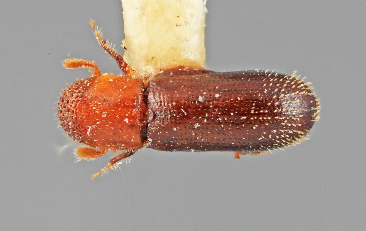 Genus / Species: Thysanoes neotropicalis | Image Author: SM Smith | Location: Costa Rica, San José, San Ignacio de Acosta | Image Type: holotype | Collection: Entomology