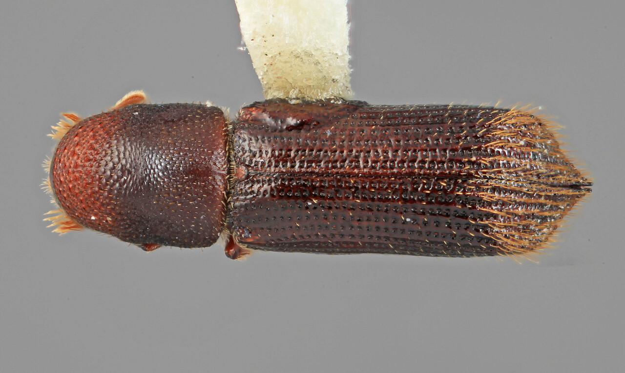 Genus / Species: Micracis vitula | Image Author: SM Smith | Location: Venezuela, Mérida, La Carbonera, 50 km NE Merida | Image Type: holotype | Collection: Entomology