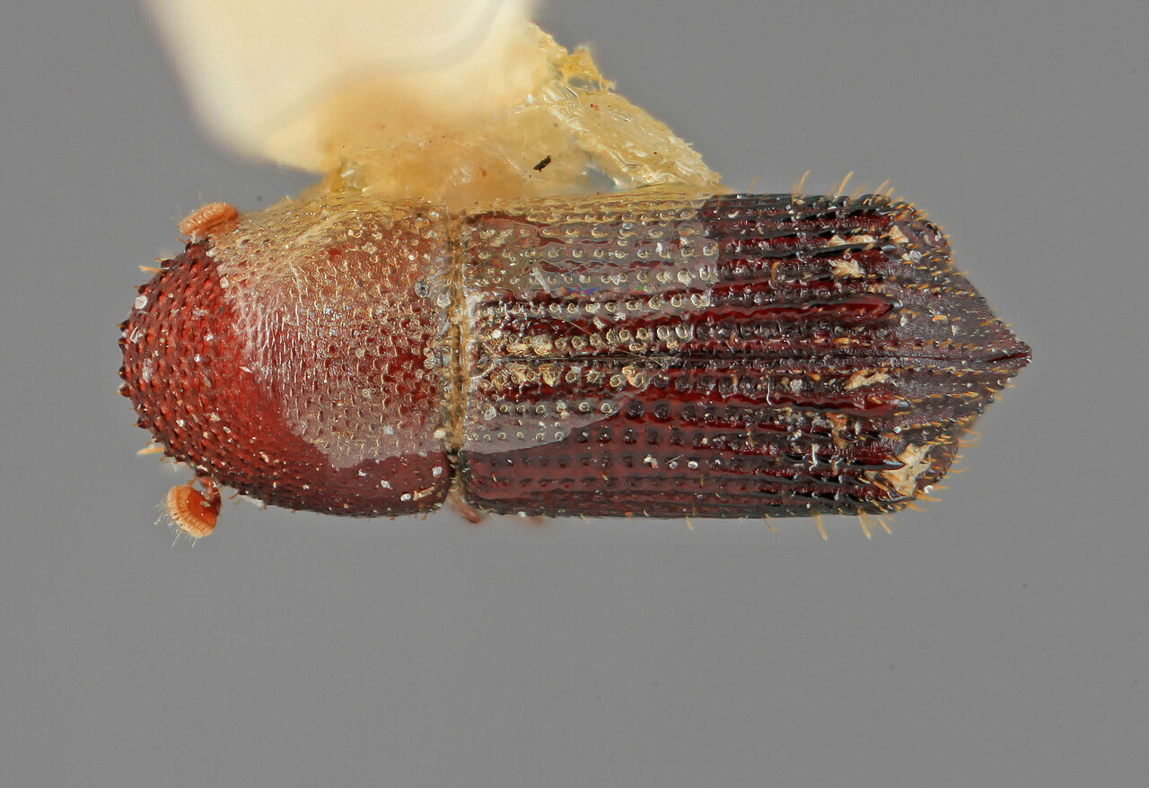 Genus / Species: Hylocurus woytkowskii | Image Author: SM Smith | Location: Perú, San Martín, Almirante | Image Type: holotype | Collection: Entomology
