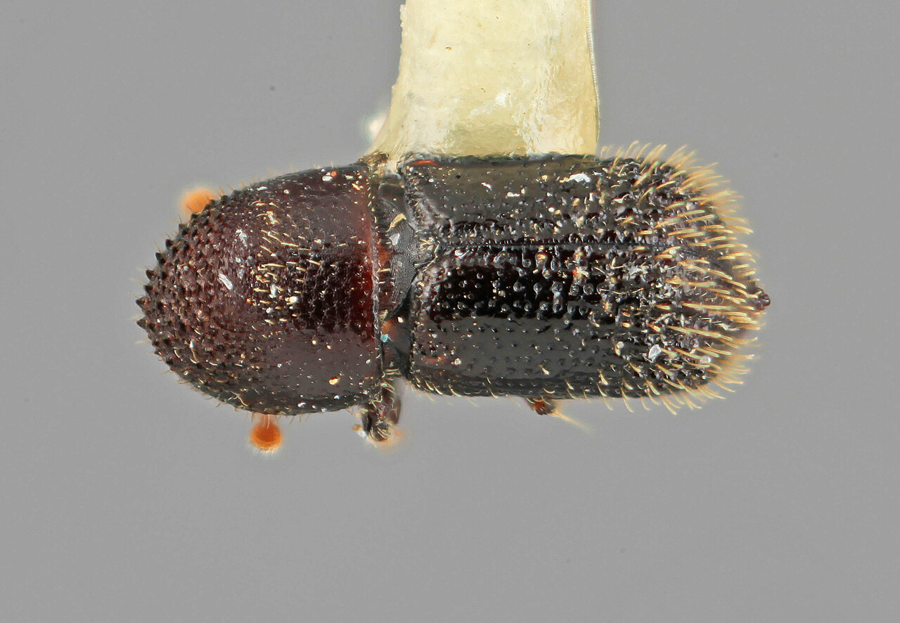 Genus / Species: Hylocurus nodifer | Image Author: SM Smith | Location: Colombia, Cundinamarca, Sasaima | Image Type: holotype | Collection: Entomology