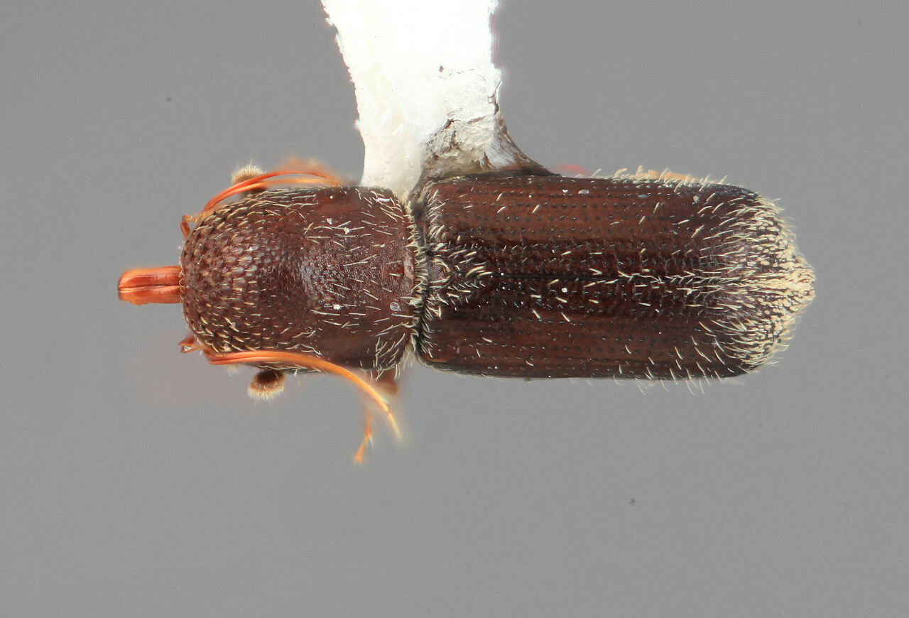 Genus / Species: Hylocurus flagellatus | Image Author: SM Smith | Location: Venezuela, Aragua, Pittier Natl. Pk., Rancho Grande | Image Type: holotype | Collection: Entomology
