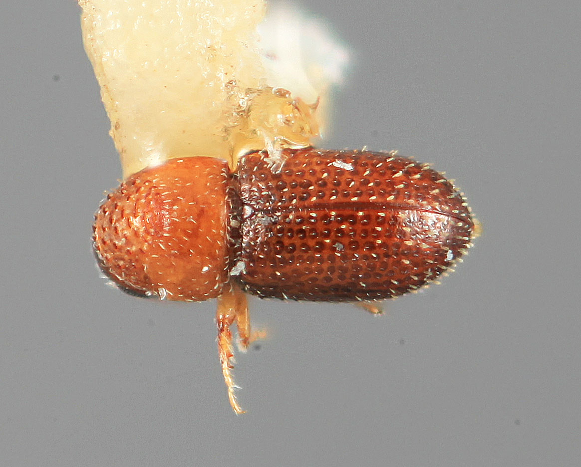 Genus / Species: Pseudothysanoes mendicus | Image Author: SM Smith | Location: México, Colima, Colima, 11 km S | Image Type: holotype | Collection: Entomology