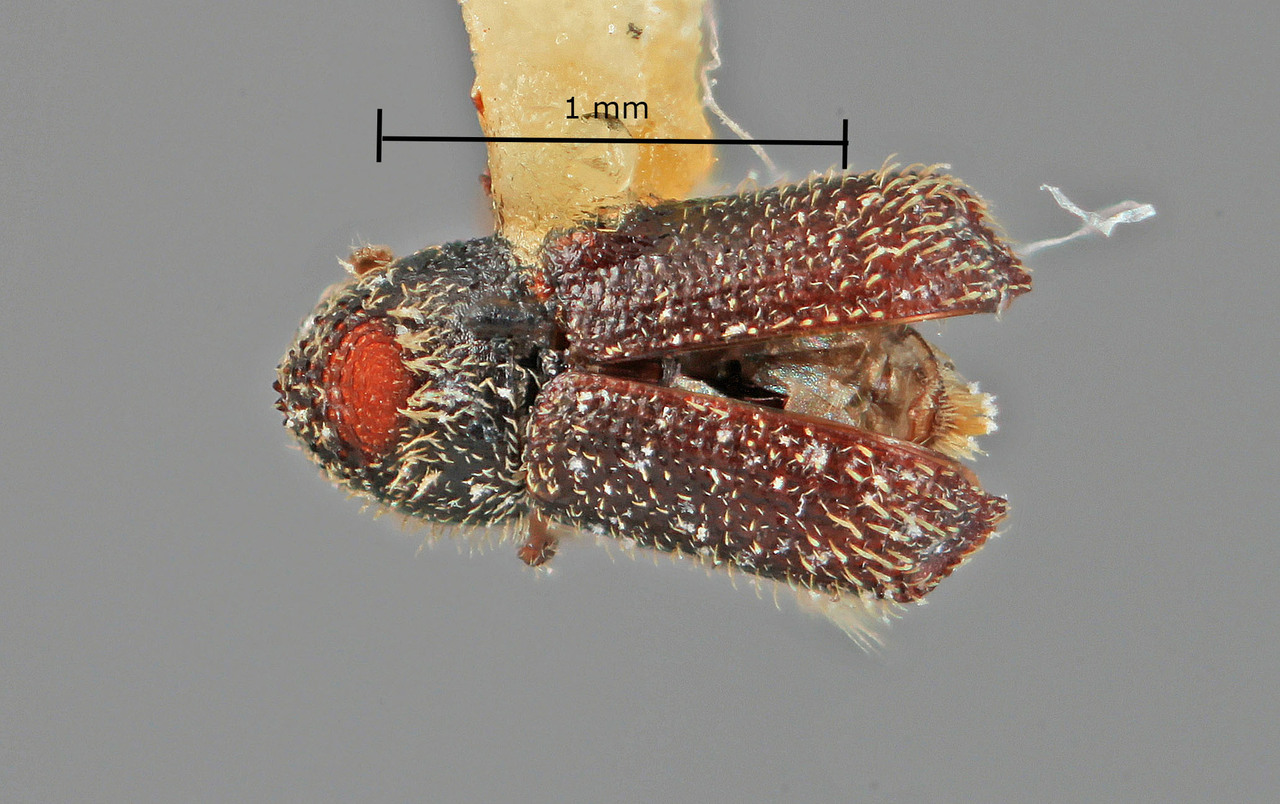 Genus / Species: Phloeocleptus nanulus | Image Author: SM Smith | Location: México, Nayarit, Tepic, 7 km W | Image Type: holotype | Collection: Entomology