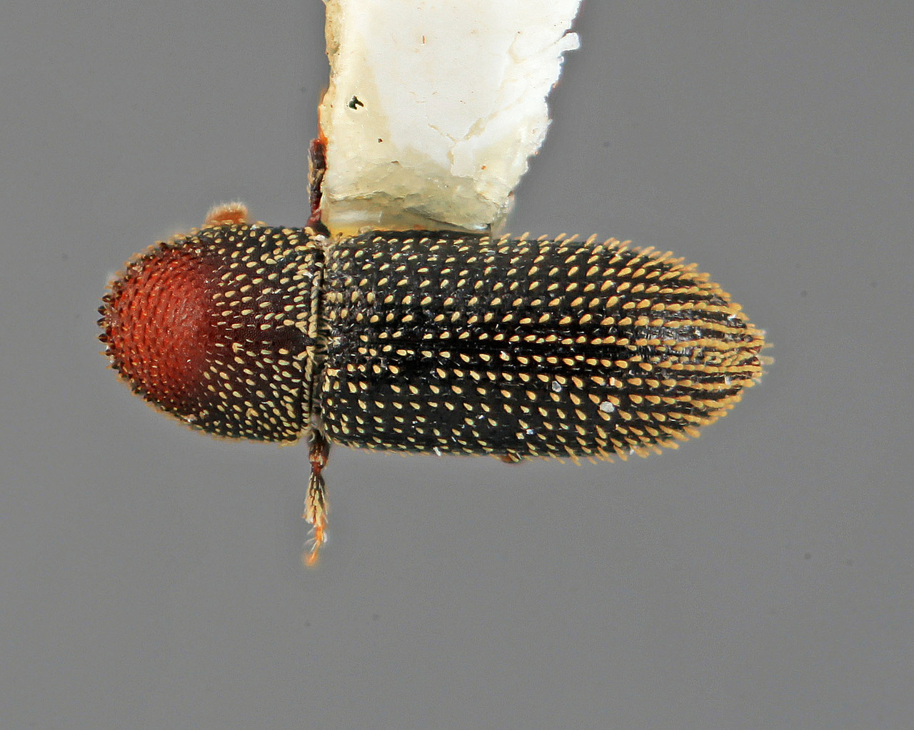 Genus / Species: Micracisella nigrella | Image Author: SM Smith | Location: Guatemala, Escuintla, Volcan de Agua | Image Type: holotype | Collection: Entomology