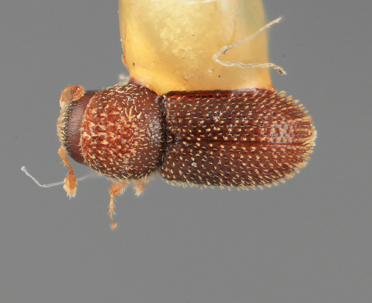 Genus / Species: Pseudothysanoes brunneus | Image Author: SM Smith | Location: United States, Arizona, Miller Canyon, Huachua Mtns. | Image Type: holotype | Collection: Entomology