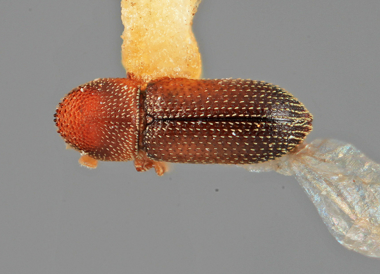 Genus / Species: Micracisella similis | Image Author: SM Smith | Location: México, Nayarit, Volcán Ceboruco | Image Type: holotype | Collection: Entomology