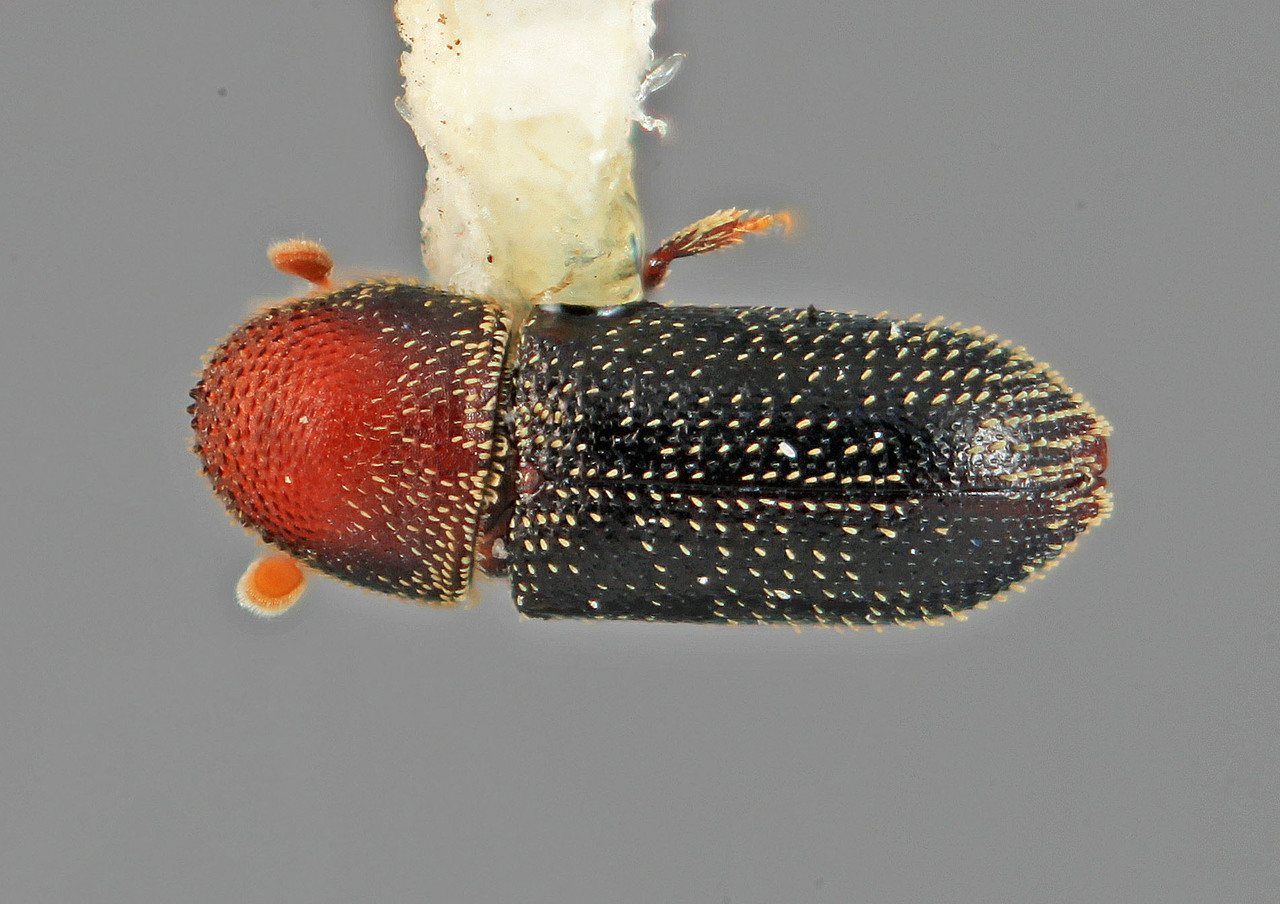 Genus / Species: Micracisella divaricata | Image Author: SM Smith | Location: México, Veracruz, Cerro Gordo, 2 km N | Image Type: holotype | Collection: Entomology