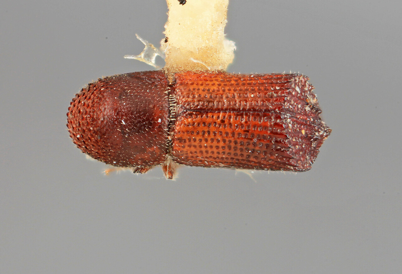 Genus / Species: Hylocurus dissidens | Image Author: SM Smith | Location: México, Nayarit, Laguna Sta. Maria | Image Type: holotype | Collection: Entomology