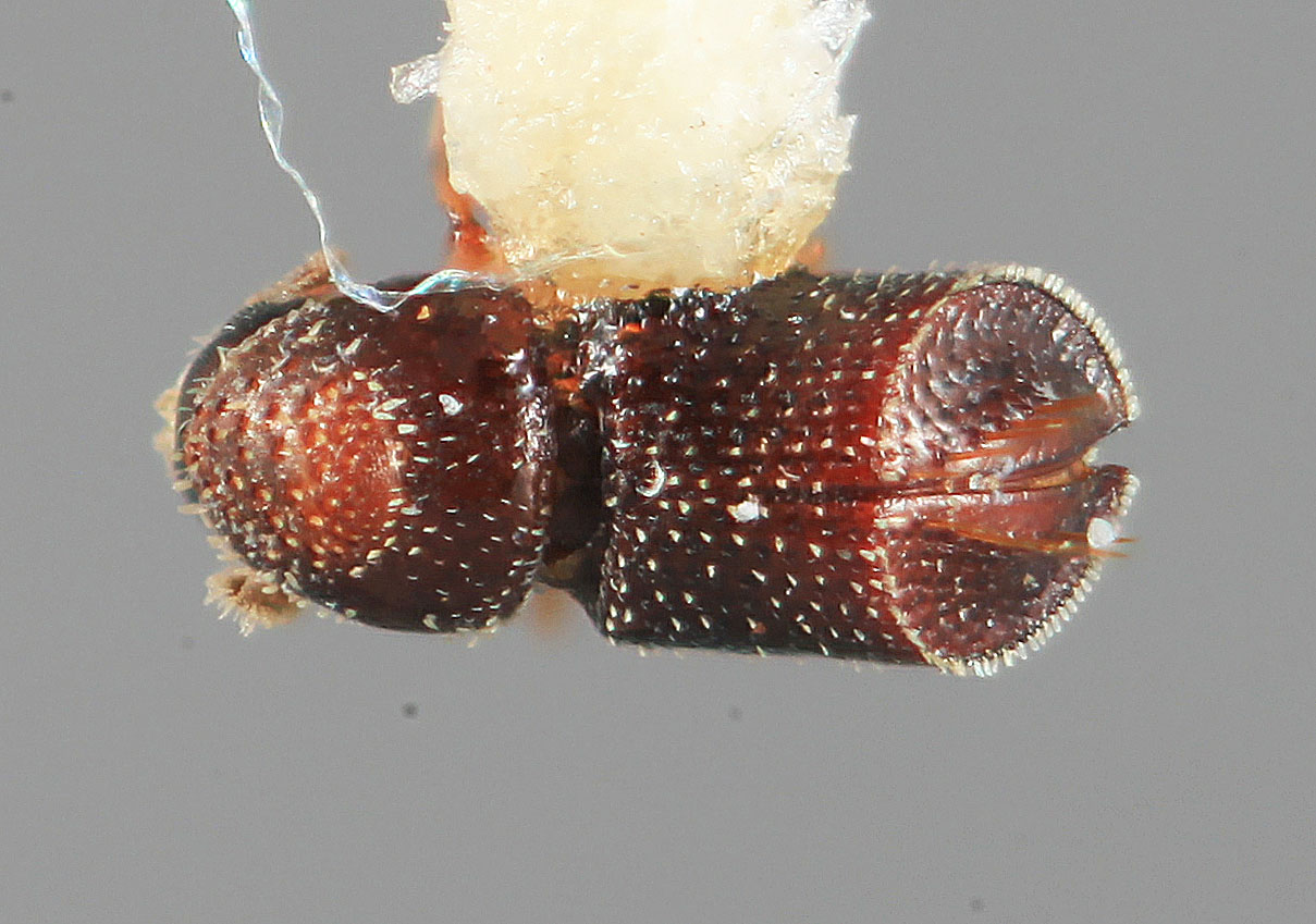 Genus / Species: Pseudothysanoes mancus | Image Author: SM Smith | Location: México, Colima, Armeria, 2 mi (3 km) E | Image Type: holotype | Collection: Entomology