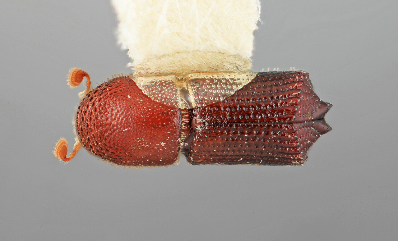 Genus / Species: Hylocurus secus | Image Author: SM Smith | Location: México, Jalisco, Chamela | Image Type: holotype | Collection: Entomology