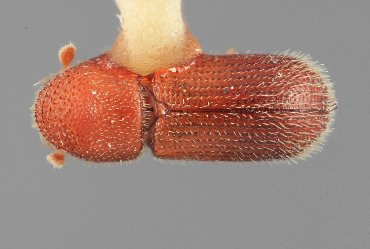 Genus / Species: Micracis unicornis | Image Author: SM Smith | Location: México, Michoacán, Quiroga, 6 km W | Image Type: holotype | Collection: Entomology