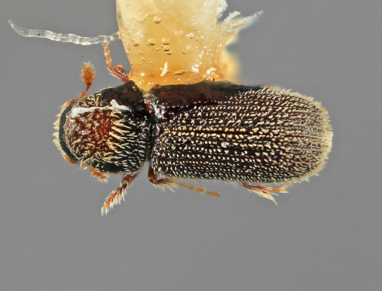 Genus / Species: Pseudothysanoes coniferae | Image Author: SM Smith | Location: México, Chihuahua, La Laja | Image Type: holotype | Collection: Entomology