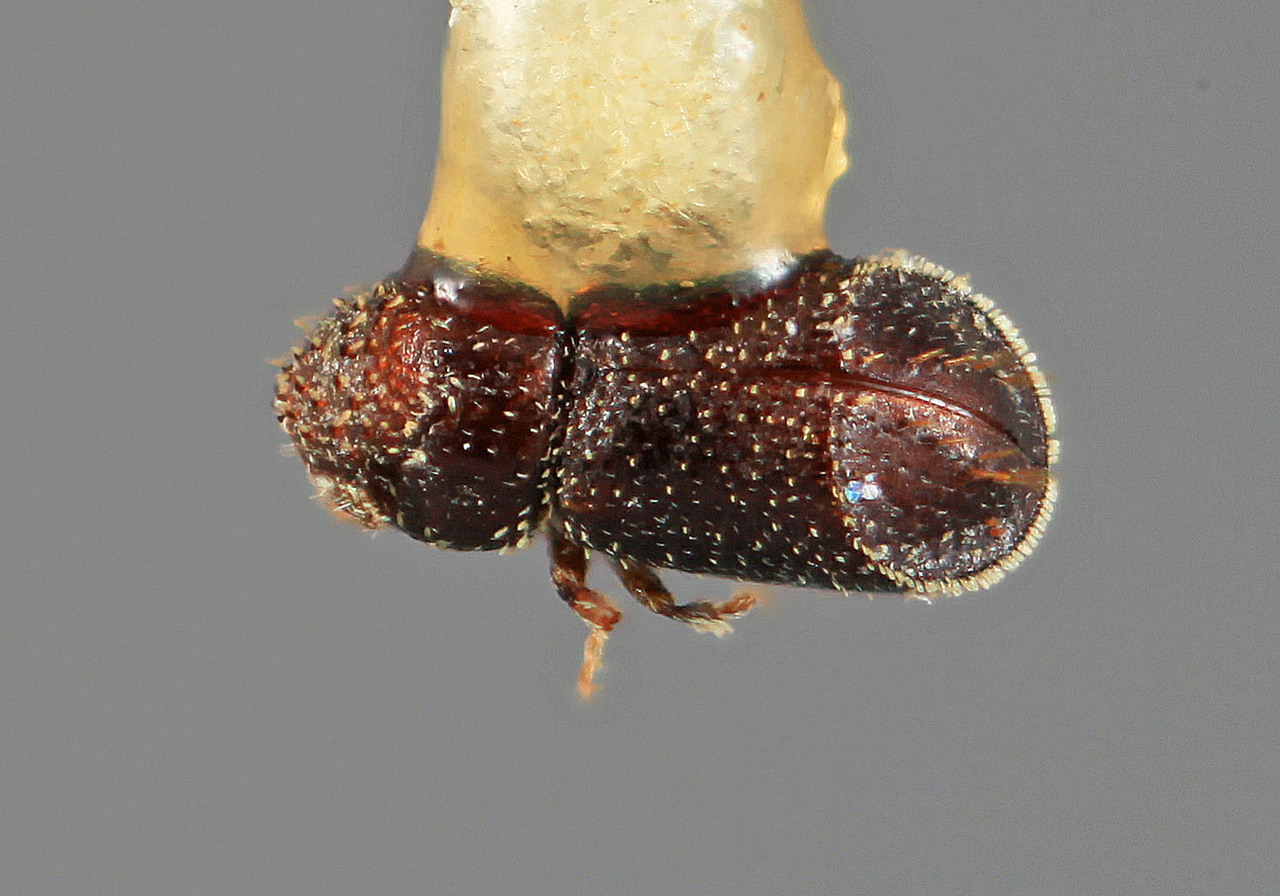 Genus / Species: Pseudothysanoes spinura | Image Author: SM Smith | Location: United States, Arizona, Oak Creek Canyon | Image Type: holotype | Collection: Entomology