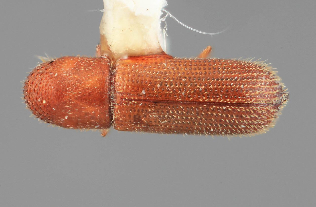 Genus / Species: Micracis inimica | Image Author: SM Smith | Location: Guatemala, Escuintla, Volcán del Agua | Image Type: holotype | Collection: Entomology
