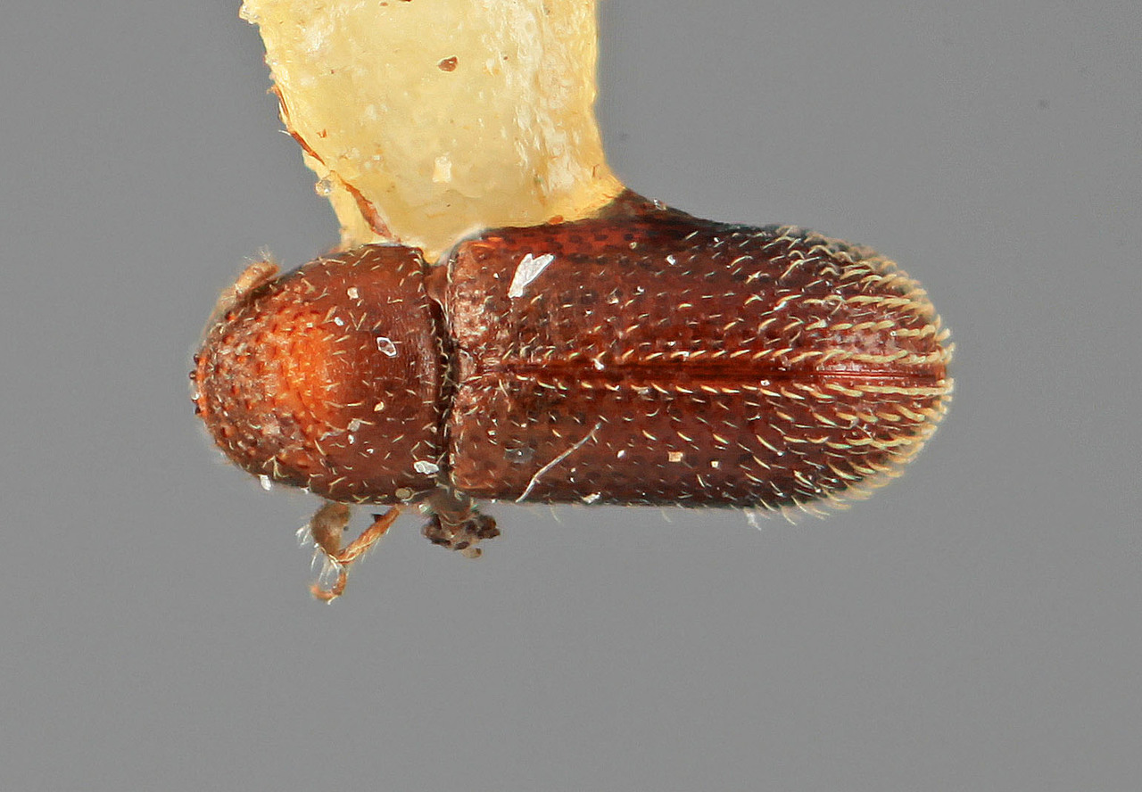 Genus / Species: Pseudothysanoes caritus | Image Author: SM Smith | Location: Panamá, Chiriquí, Cerro Punta | Image Type: holotype | Collection: Entomology