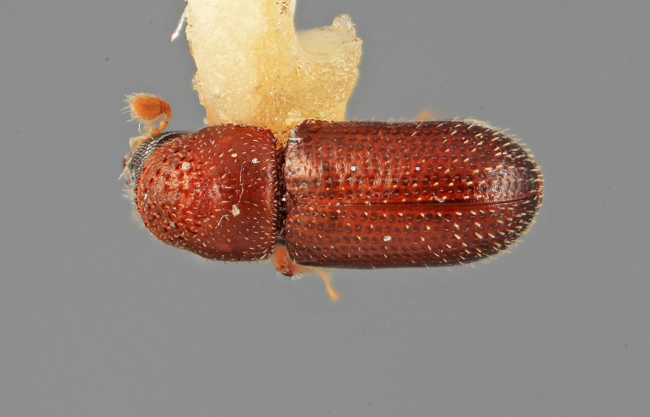 Genus / Species: Thysanoes inornatus | Image Author: SM Smith | Location: México, Jalisco, Volcán Colima | Image Type: holotype | Collection: Entomology