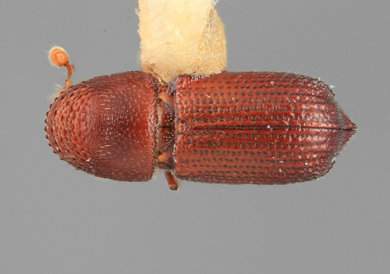 Genus / Species: Hylocurus dilutus | Image Author: SM Smith | Location: México, Jalisco, Volcan Colima | Image Type: holotype | Collection: Entomology