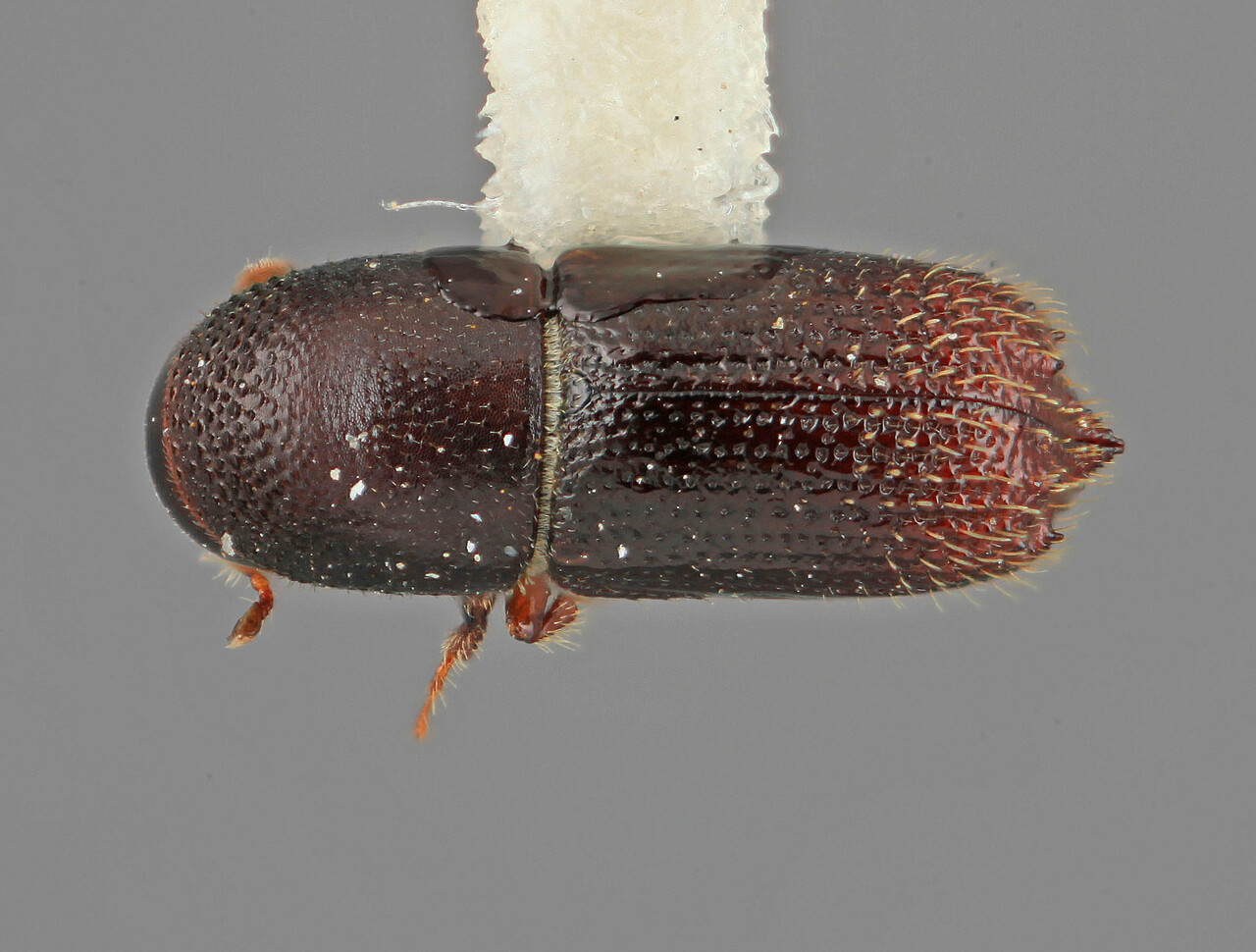Genus / Species: Hylocurus colombianus | Image Author: SM Smith | Location: Colombia, Santander, Río Negro | Image Type: holotype | Collection: Entomology