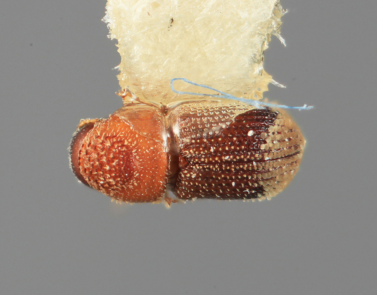 Genus / Species: Pseudothysanoes squameus | Image Author: SM Smith | Location: México, Jalisco, Chamela | Image Type: holotype | Collection: Entomology