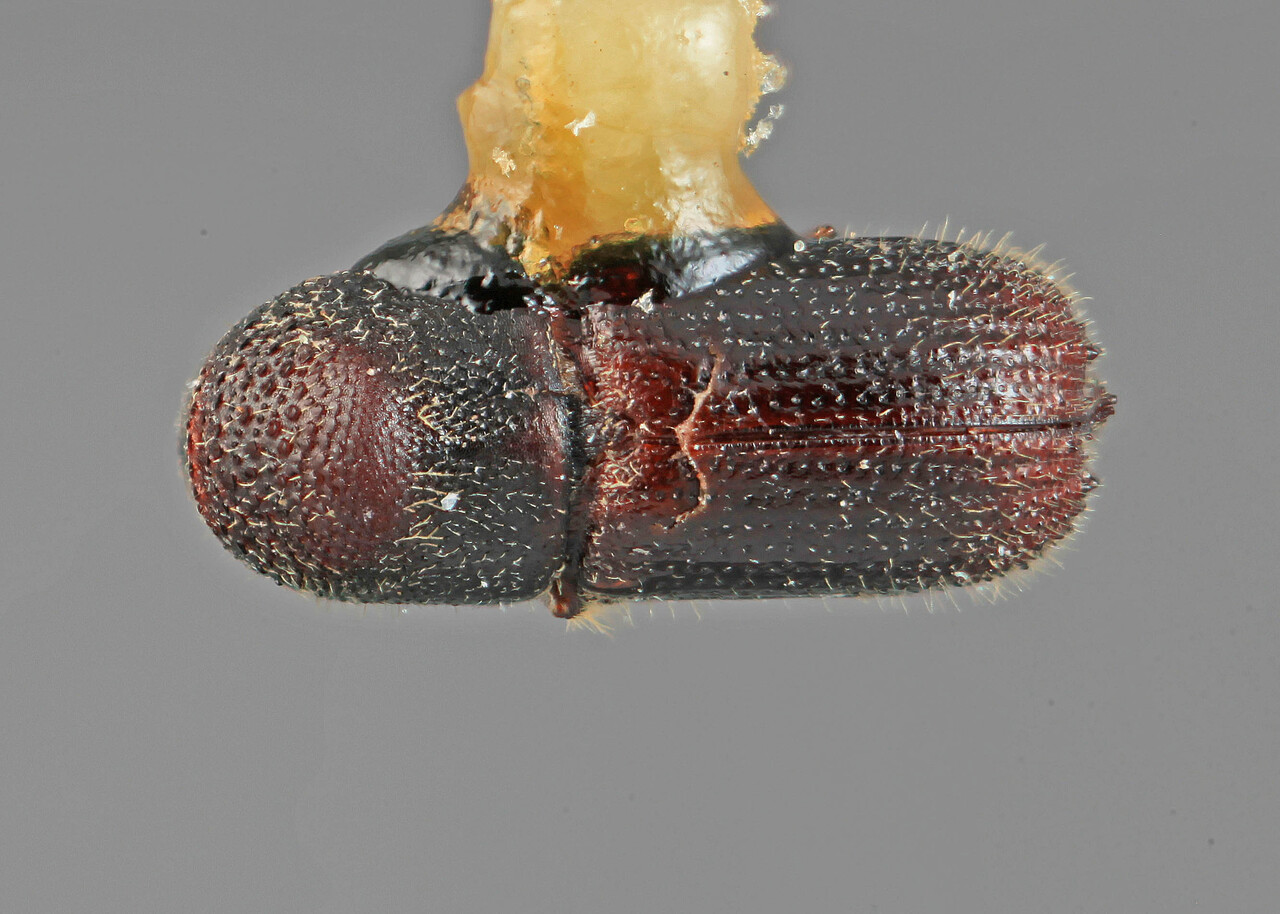Genus / Species: Hylocurus incomptus | Image Author: SM Smith | Location: Guatemala, Escuintla, Volcán del Agua | Image Type: holotype | Collection: Entomology