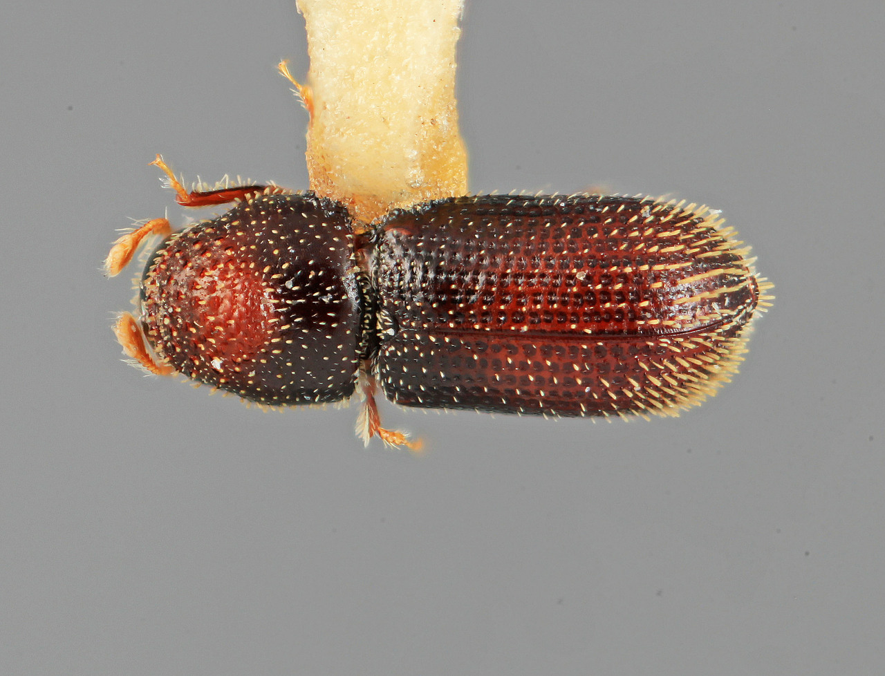 Genus / Species: Thysanoes adonis | Image Author: SM Smith | Location: México, Michoacán, Quiroga, 29 km S | Image Type: holotype | Collection: Entomology